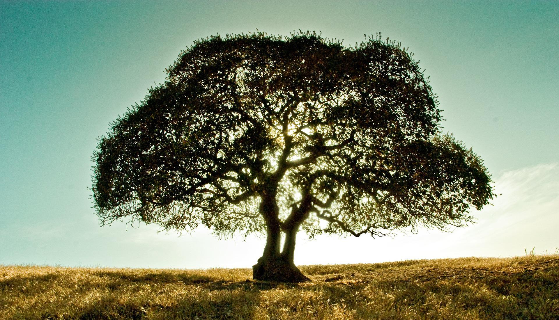 nls-bioresonanz Baum auf Wiese und Himmel